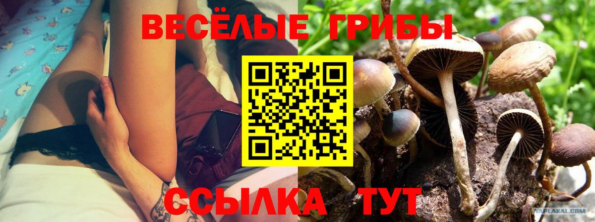 Галлюциногенные грибы Cubensis Артём